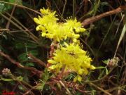 SEDUM ACRE